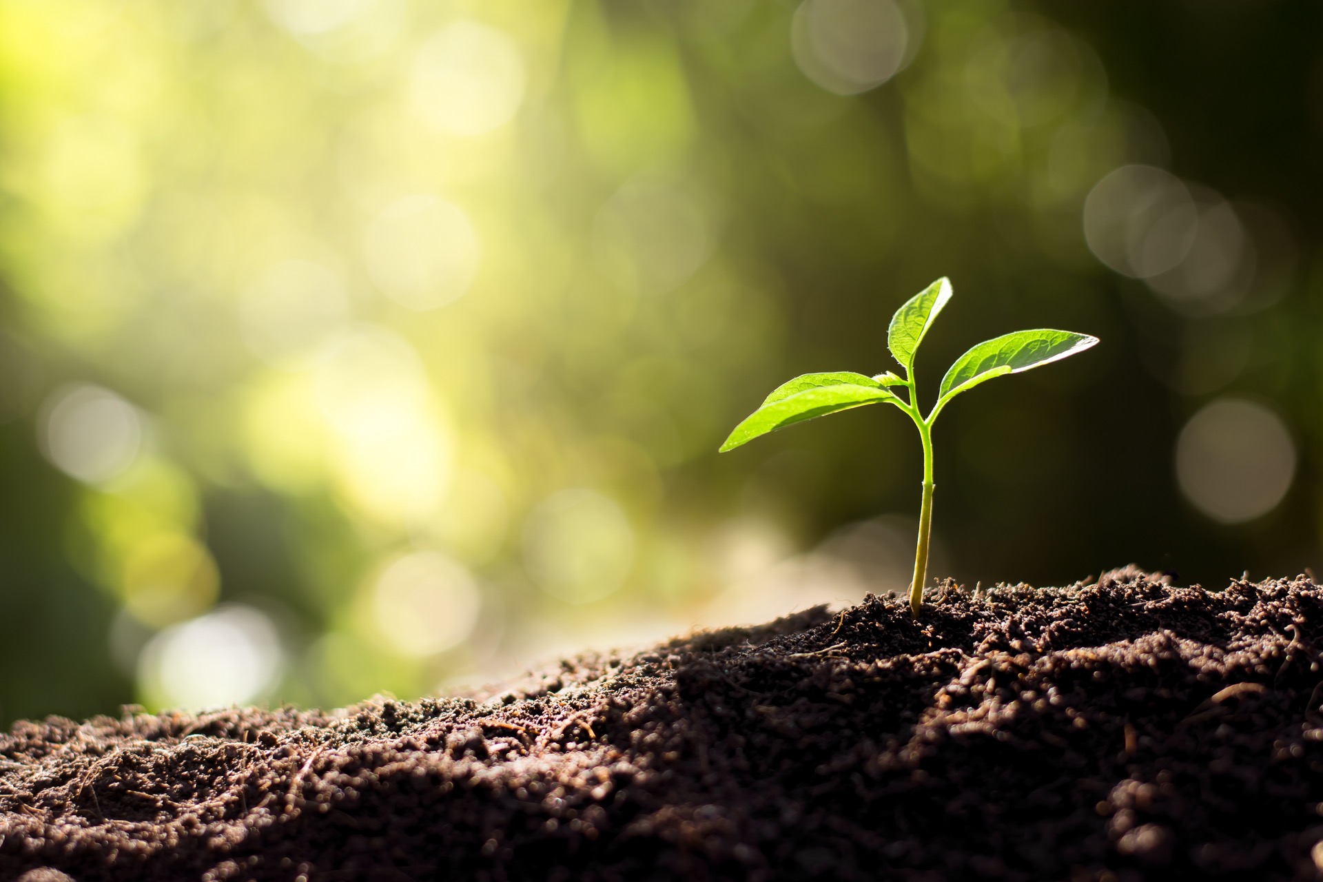 A seedling is growing from the rich soil in the morning sunlight